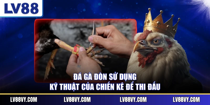 Đá gà đòn sử dụng kỹ thuật của chiến kê để thi đấu