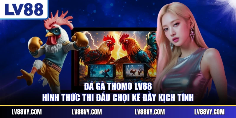 Đá Gà Thomo LV88 - Hình Thức Thi Đấu Chọi Kê Đầy Kịch Tính