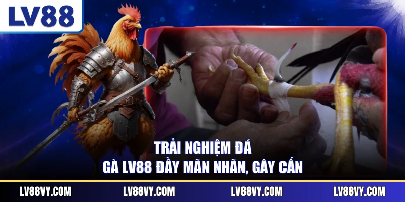 Trải nghiệm Đá gà LV88 đầy mãn nhãn, gây cấn